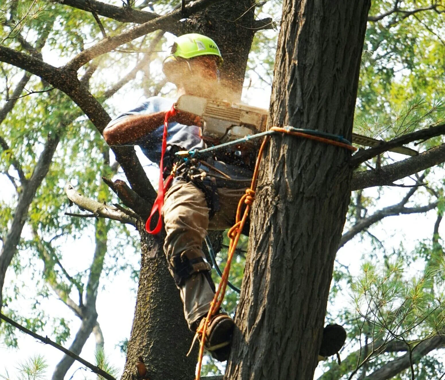 Medžių pjovimas ir genėjimas